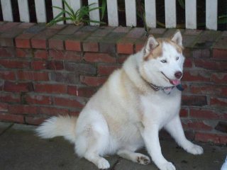 Sable seeks shade after a walk